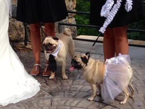 pets at weddings